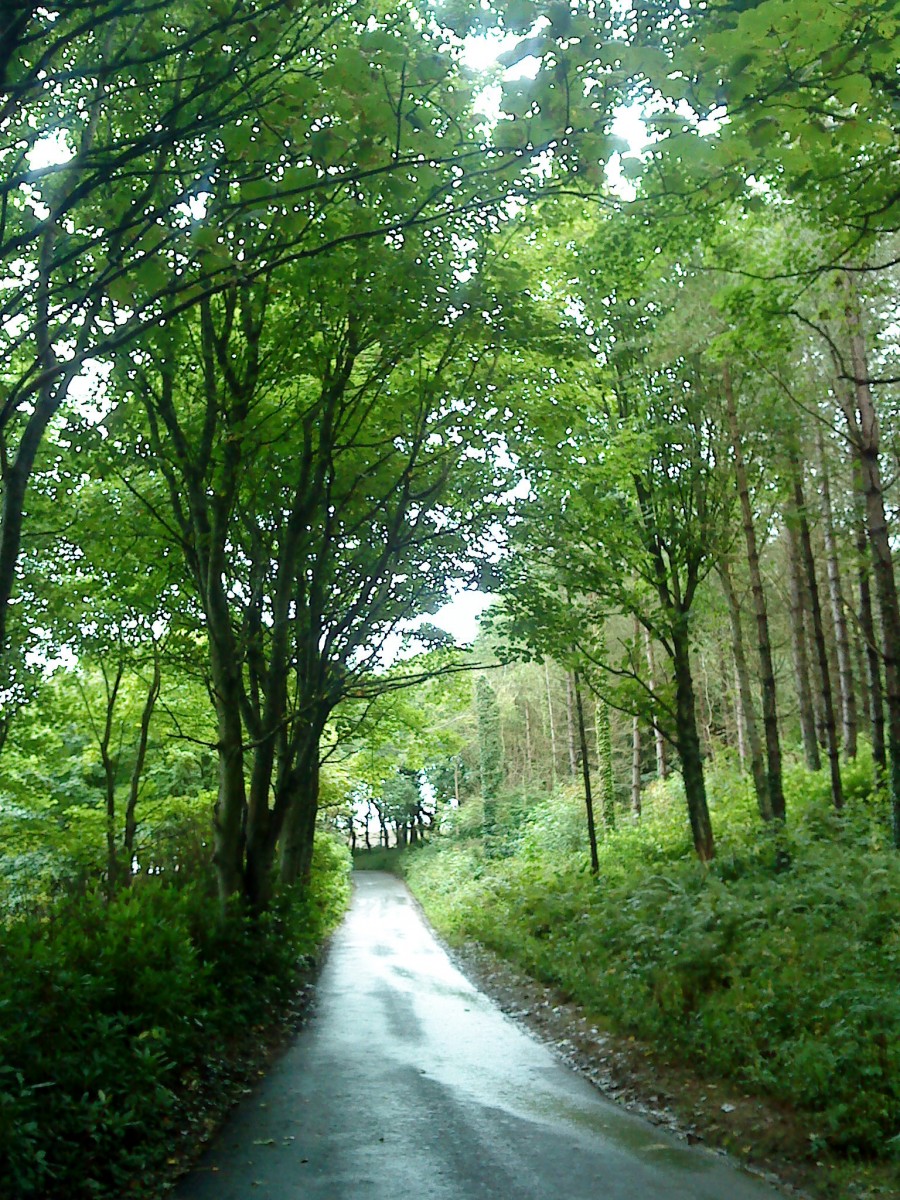 image of path through trees